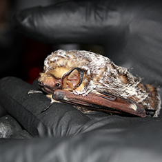 Bat behavior study bat in gloved hands